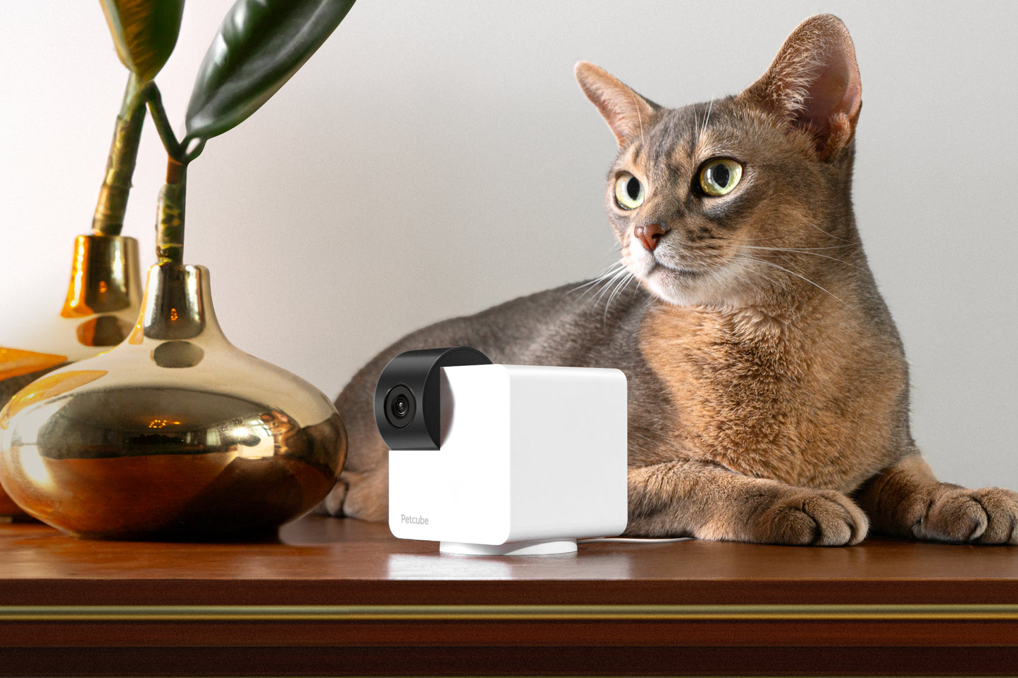 Petcube Cam 360 Camera