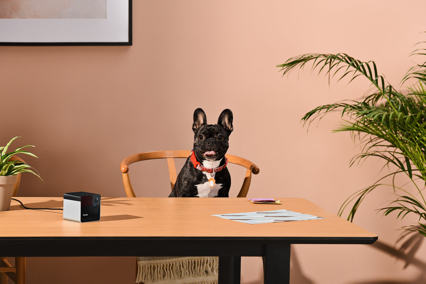 Petcube PLAY 2