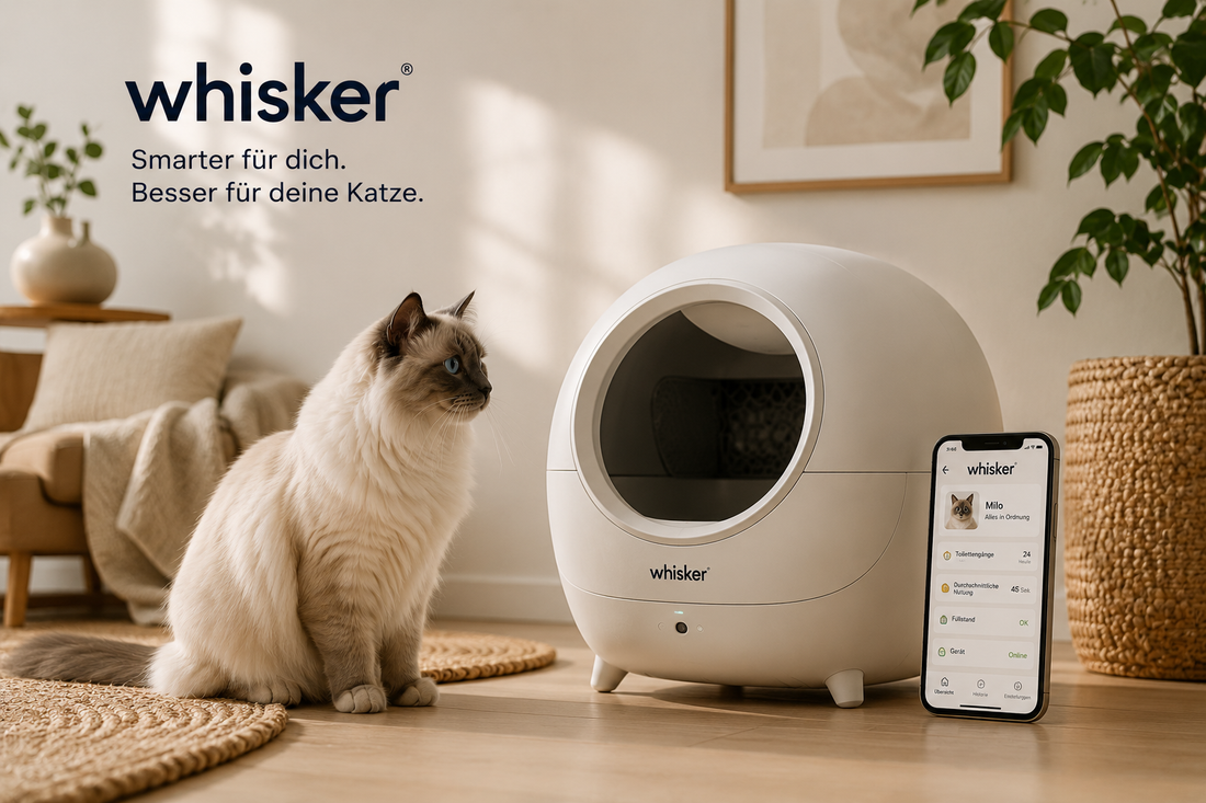 Die Zukunft der Katzenpflege